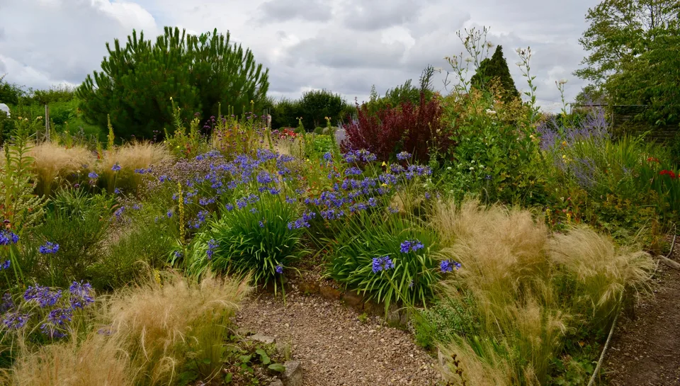 Zonnige border met rudbeckia en een kersenboom, foto 1